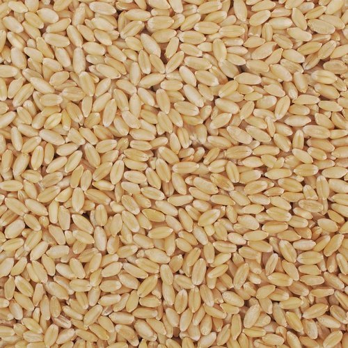 Golden 25 Kg Lokwan Wheat