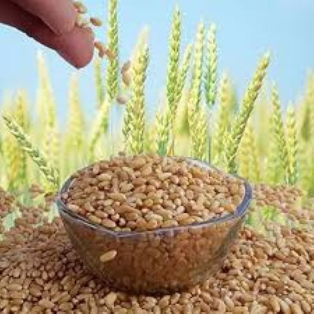 Golden 1 Kg Lokvan Wheat