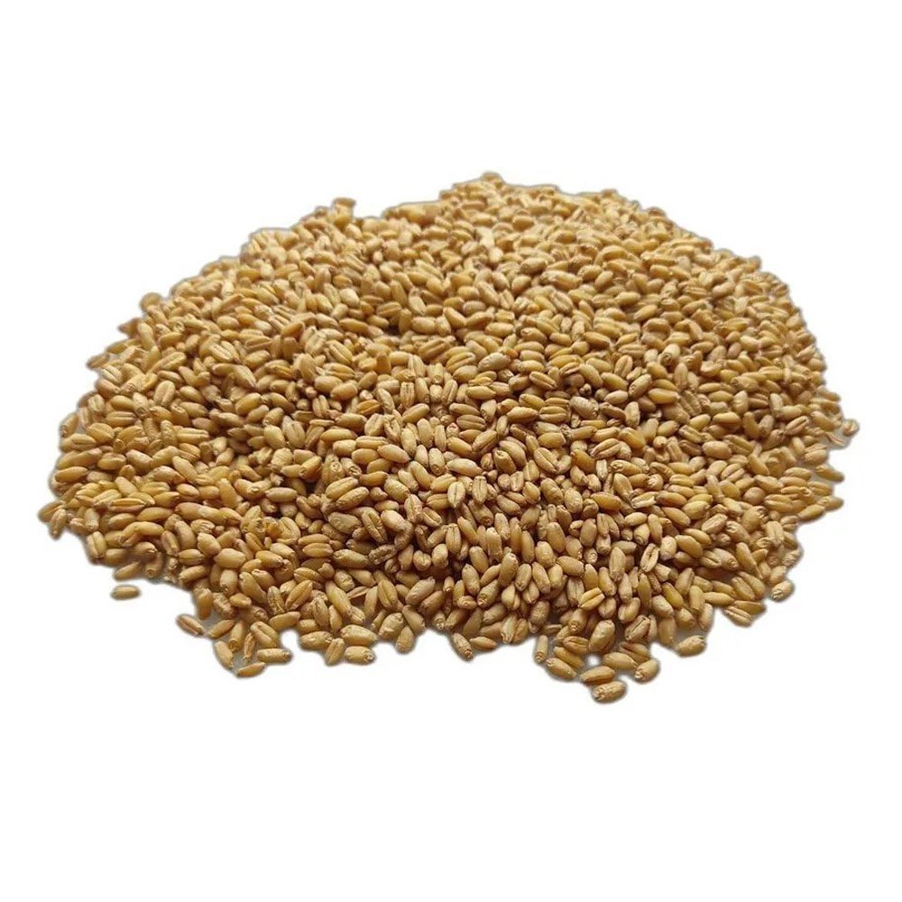 Golden B Grade Lokwan Wheat