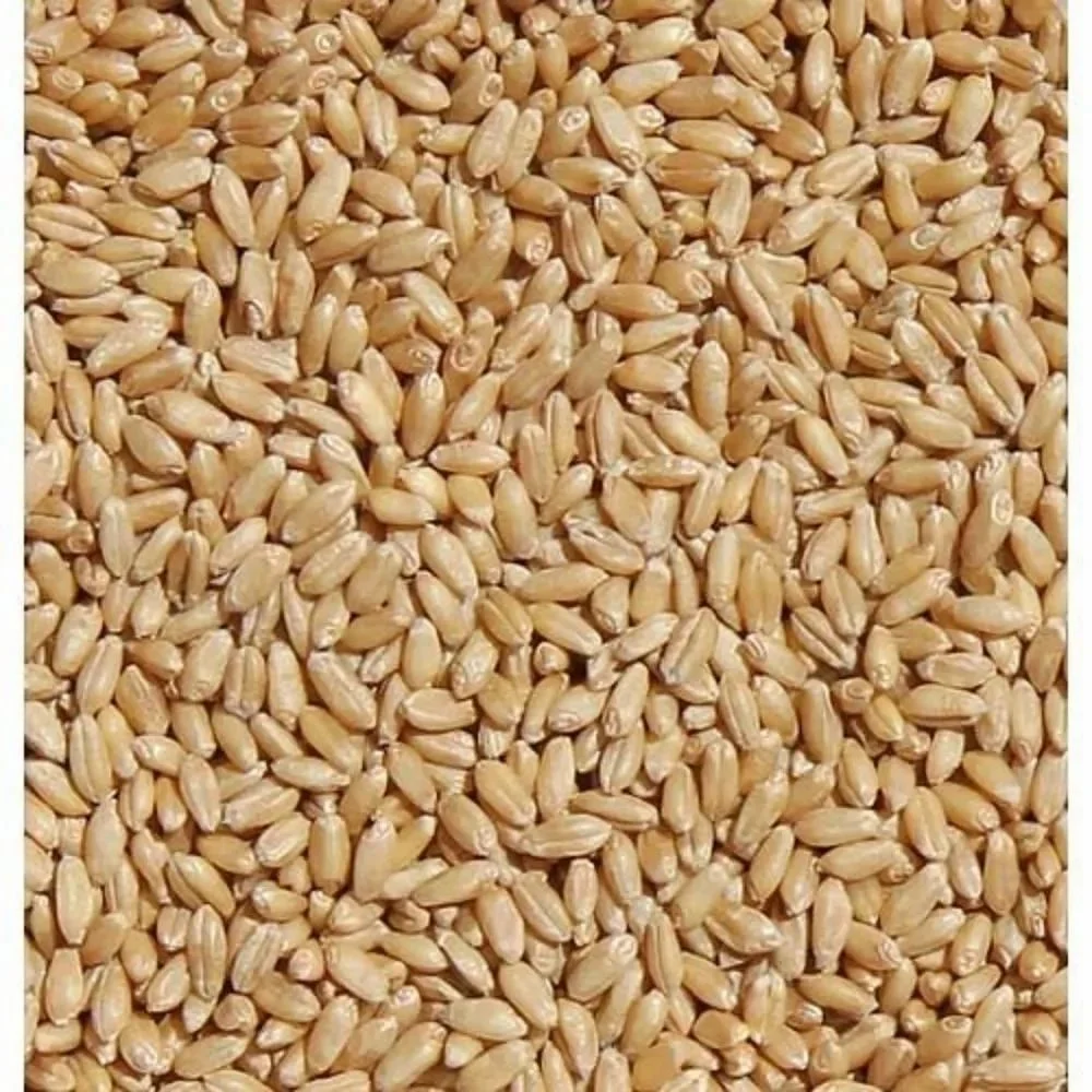 Golden Organic Lokwan Wheat Grains