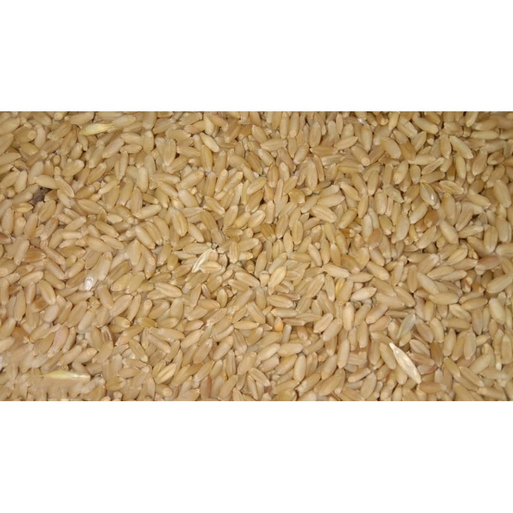 Golden Lokwan Wheat Grains