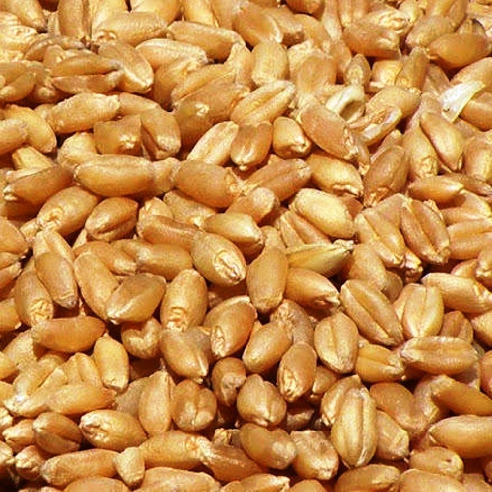 Golden Lokwan Wheat Grains, For Food Processing, Packaging Type: Loose