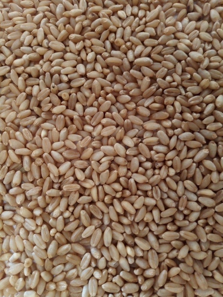 Hard Red Winter Wheat Grains