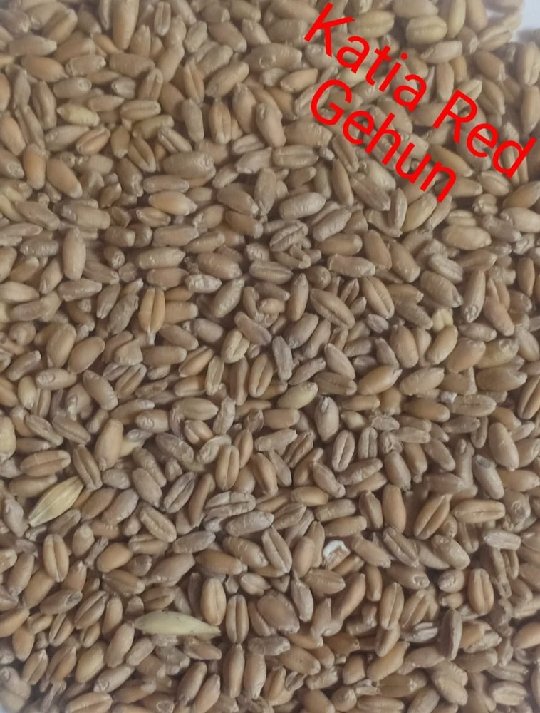 Malhipur Wheat Katia Red Gehun, Packaging Type: Bag