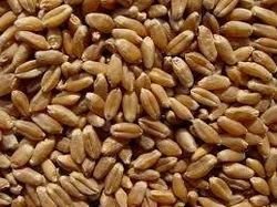 Indian Red Hard Winter Wheat, Speciality:High In Protein