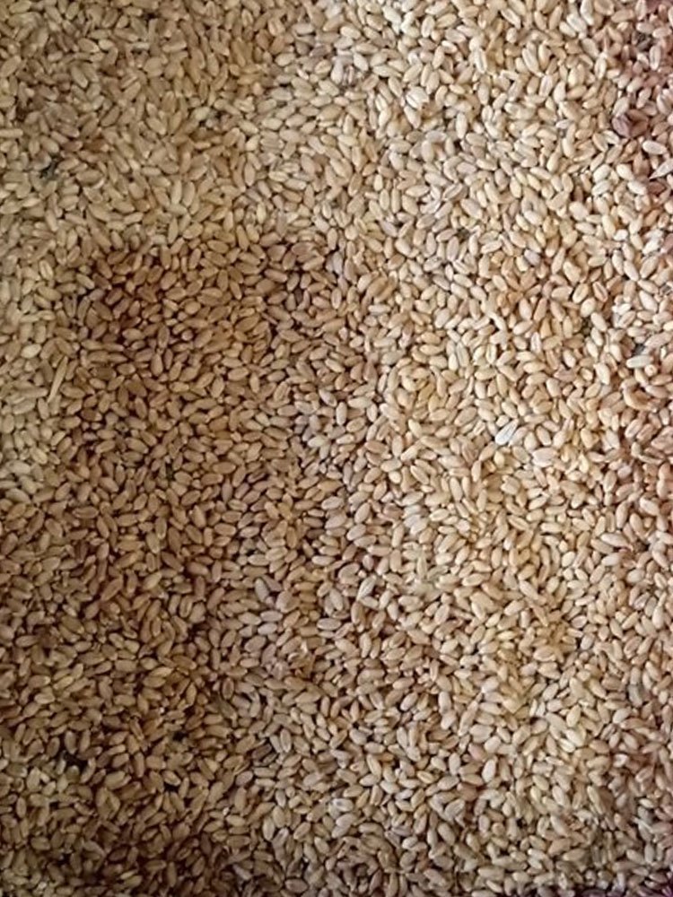 Indian Meal Quality Wheat, High in Protein