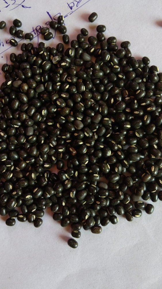 Black Sabut Urad, Pan India, Packaging Size: 30 Kg