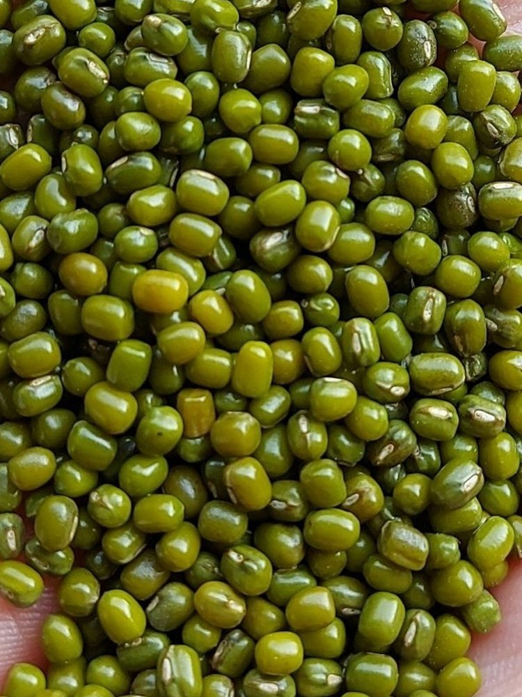 Polished Green Moong Bean, Packaging Size: 30 Kg, High in Protein