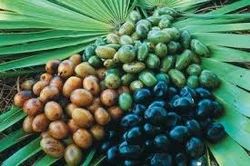 Saw Palmetto