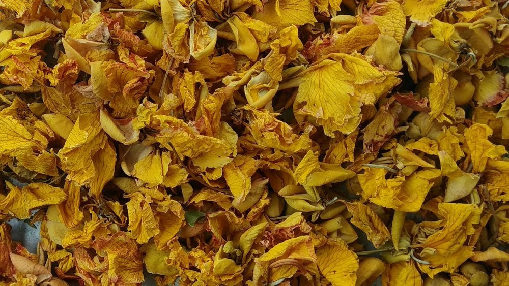 Avaram Poo (Senna Auriculata), 25kg