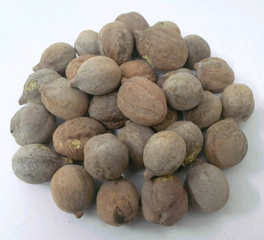 Natural Baheda - Vibhitaki - Terminalia Bellirica, For Medicinal