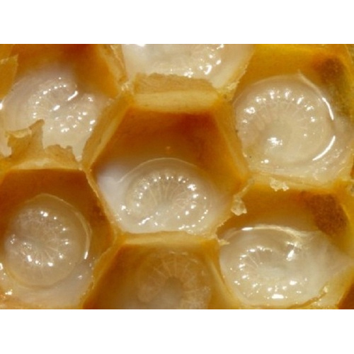 Royal Jelly, Packaging Type: Food Grade Plastic Container