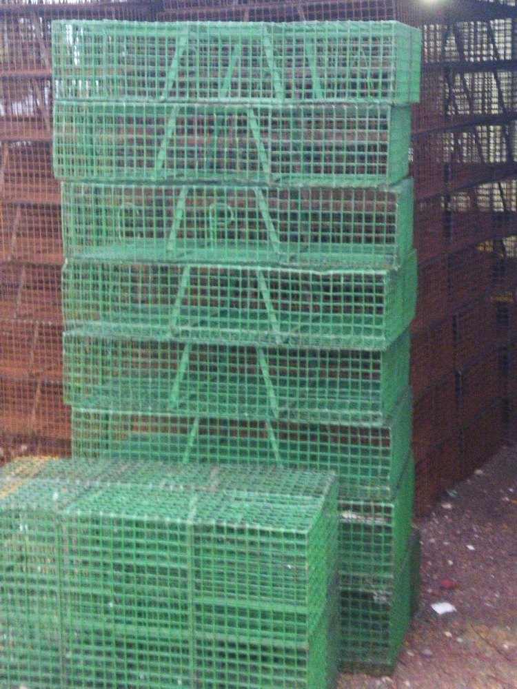 Green Hen Cage Mesh