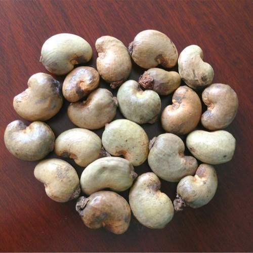 Ratnagiri Natural Raw Cashew Nuts, Packaging Type: Gunny Bag, Packaging Size: 25kg