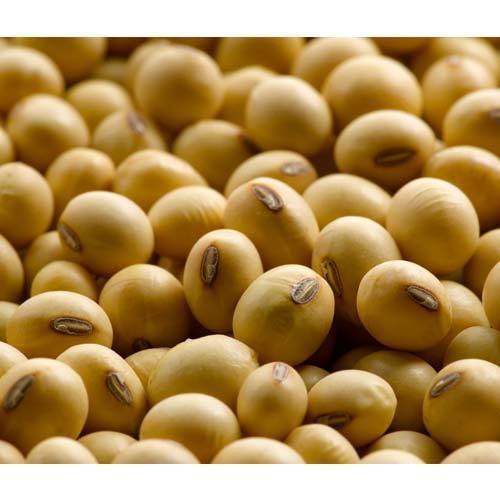 Roasted Dry Soybean