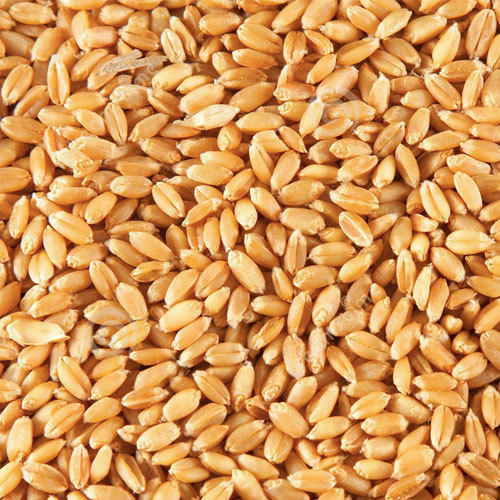Roasted Wheat, 200 Grams