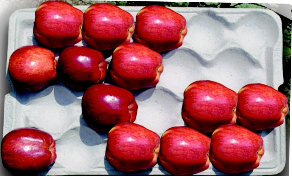 White Paper Pulp Apple Packaging Tray