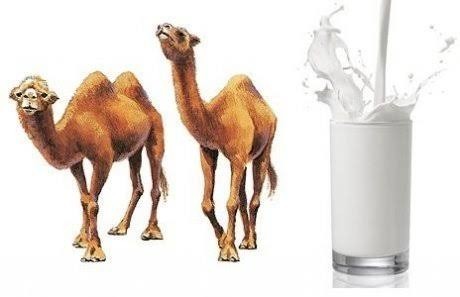 Camel Milk, Packaging Type: Packet