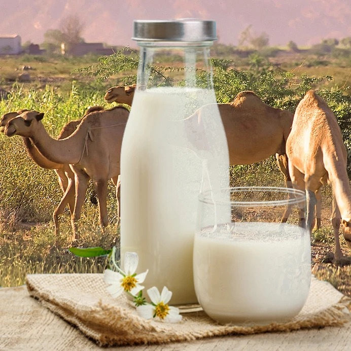 Camel Milk Bulk and Retails orders, Packet