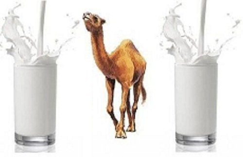 100% Natural Pure Camel Milk, Bottle