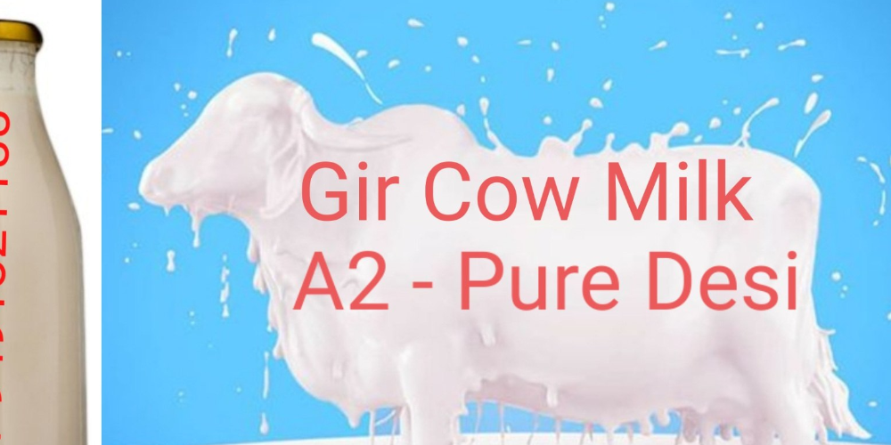 Organic A2 Gir Cow Milk - 500 Liters per day only