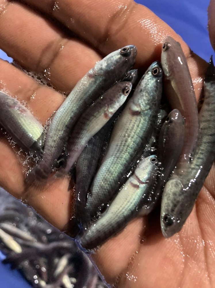 Snakehead Murrel(Feed Converted), For Fish Farming