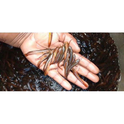 Murrel Fish Seed, 20-30 Degree C