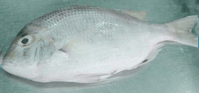 White Snapper Fish