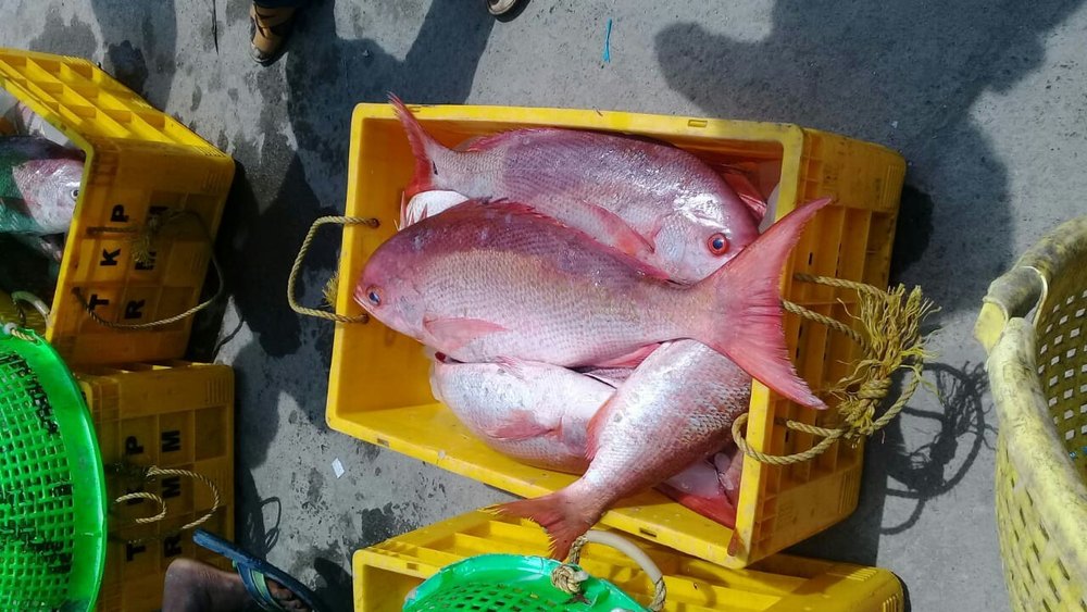 Redsnapper Fish