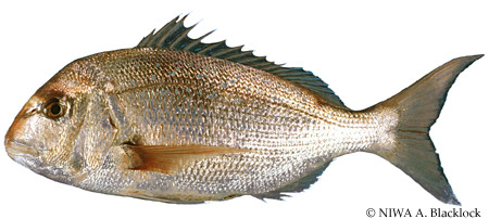 Snapper Fish