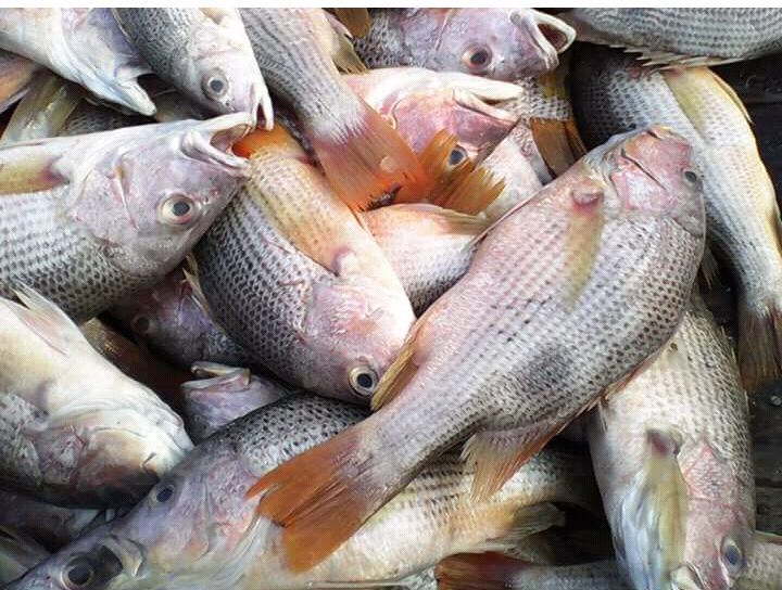 Red Snapper Sea Fish Kakinada, for Retailer and Retailer