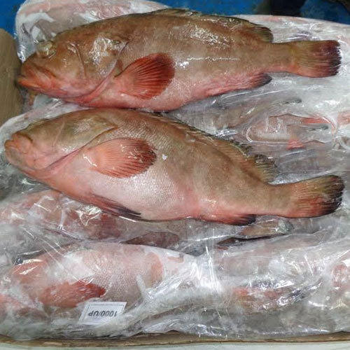 Whole Frozen Reef Cod Fish