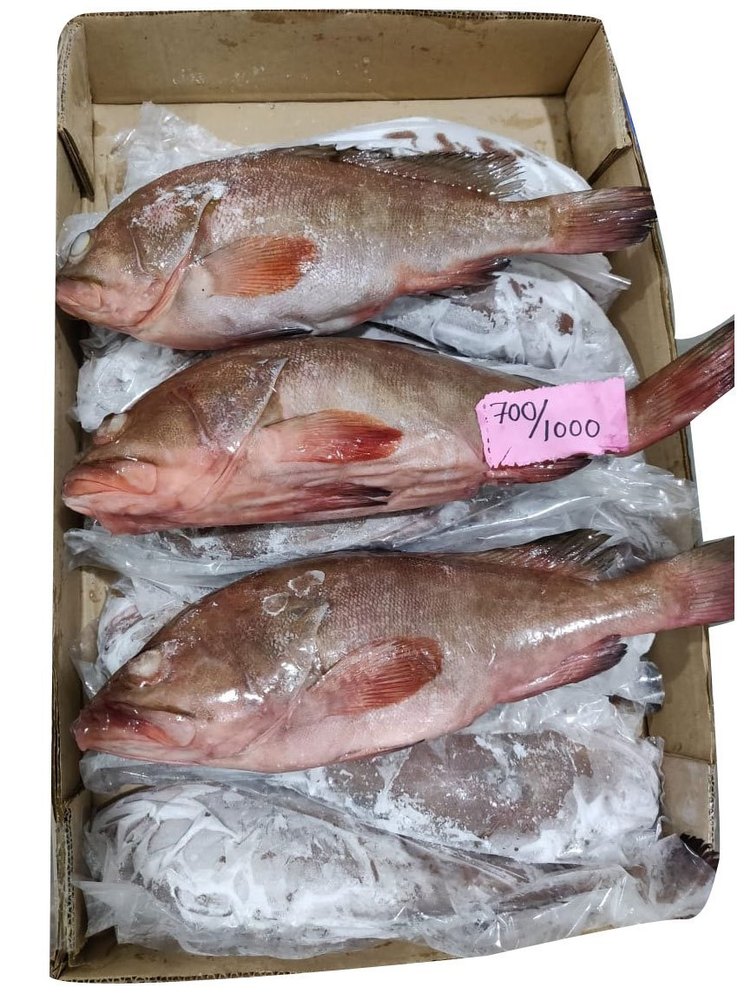 Frozen Reef Cod Fish, Packaging Type: Thermocol Box