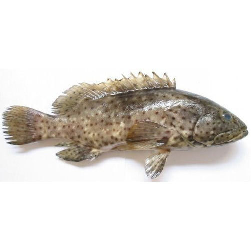 Brown Spotted Reef Cod Fish, Packaging Type: Thermocol Box