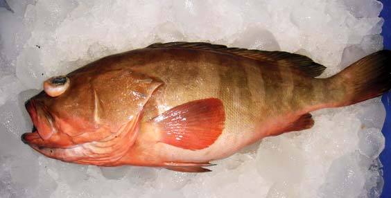 Reef Cod Fish