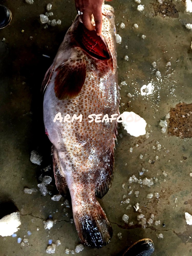 ARM Seafood Brown Dot Malabar Reef Cod Fish, Packaging Type: Thermocol Box