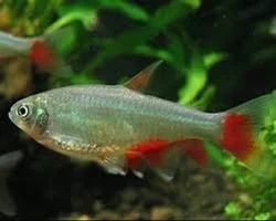 Bloodfin Tetra