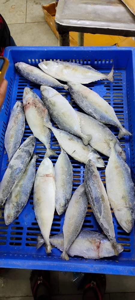 Frozen Mackerel Fish, For Restaurant