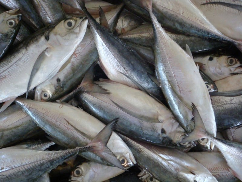 Horse Mackerel, for Restaurant