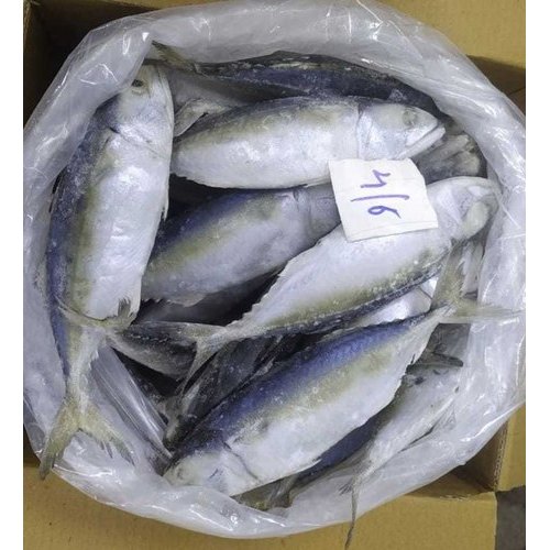 Frozen Indian Mackerel, 1 Kg, Packaging Type: Thermocol Box