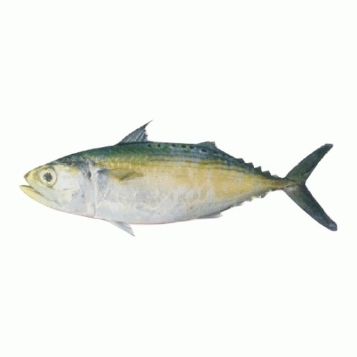 Frozen Indian Mackerel Whole Fish, Packaging Type: Box, for Home