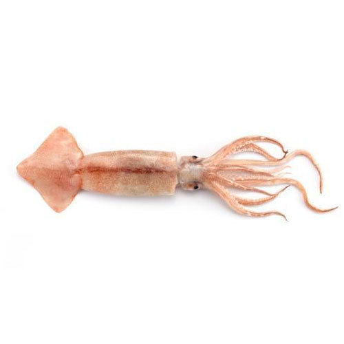 Frozen Squid, For Restaurant And Household