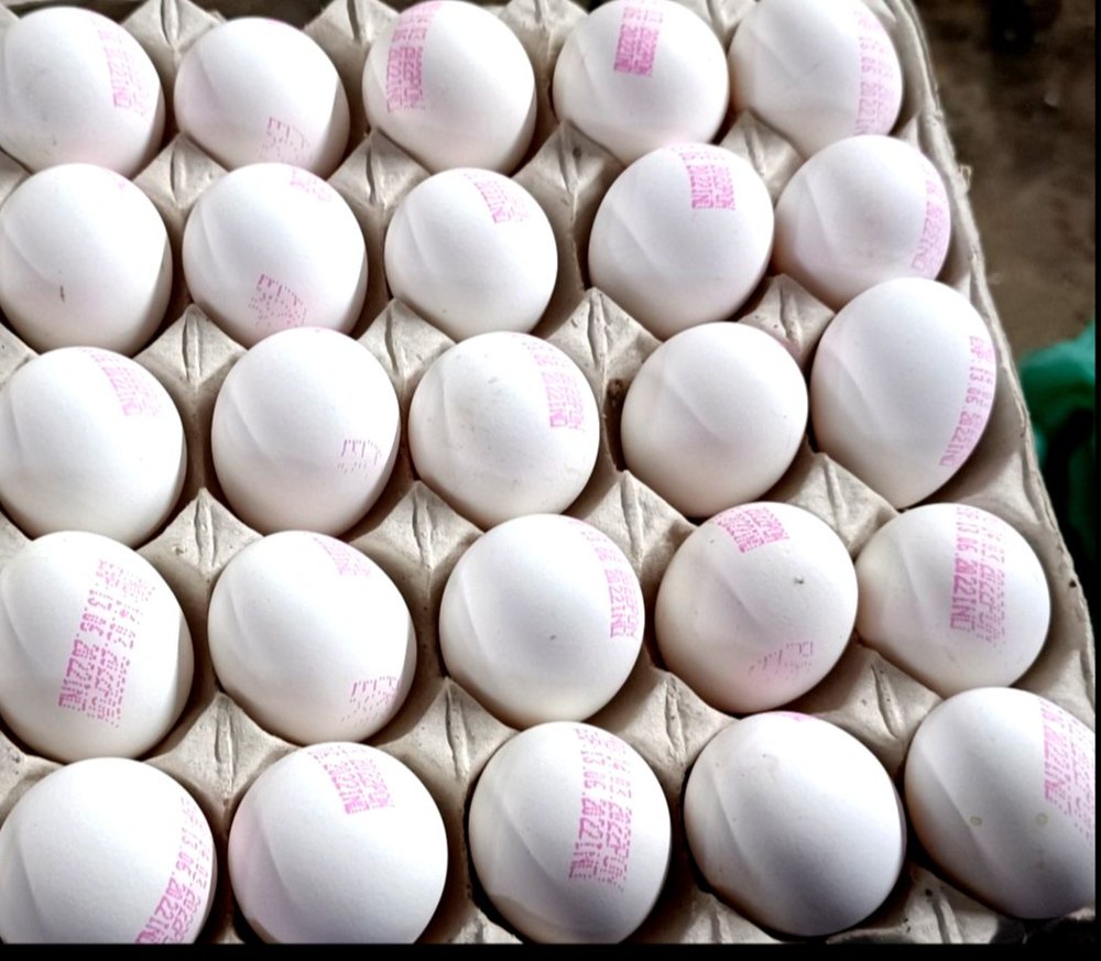 Chicken Export Quality White Egg\'\'S, Packaging Size: 360pcs/Carton img