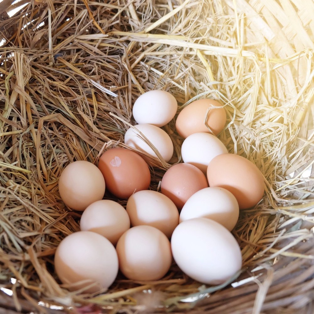 Kadaknath Brown Nati Eggs Suppliers In Bengaluru, For Household, Packaging Type: Tray