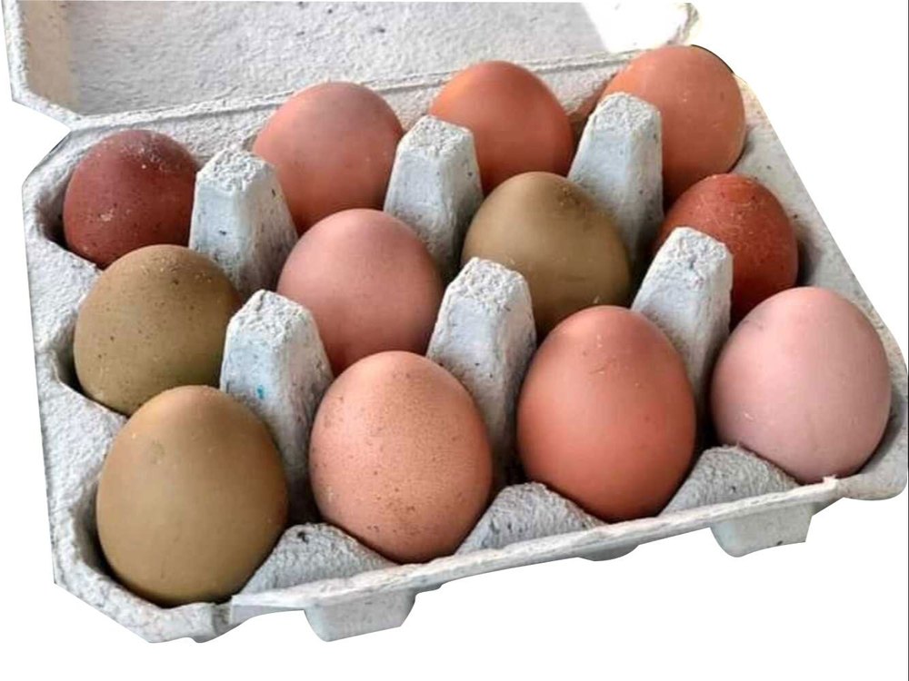 Chicken Brown Eggs, For Mess, Packaging Type: Tray