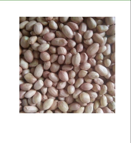 Groundnut Seeds, Quantity: 25 Kg img