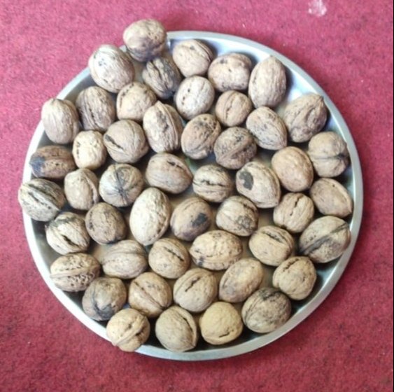 Kashmiri Hard Shelled Walnuts, Packaging Size: 10 Kg img