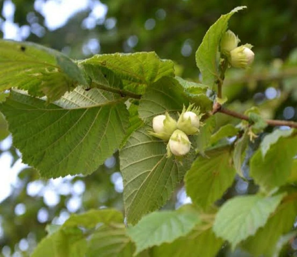 Hazelnut Plant, Packaging Size: Loose img