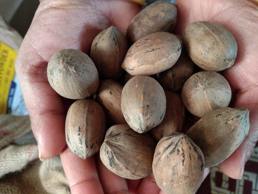 Pecan Nut In Shell, Packet, Packaging Size: 1 kg