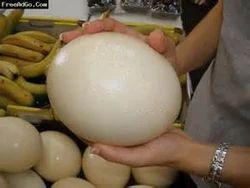 Ostrich Egg